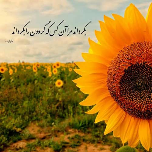 دانلود اهنگ بچه عمو جان دختر عمو جان میر مفتون MP3