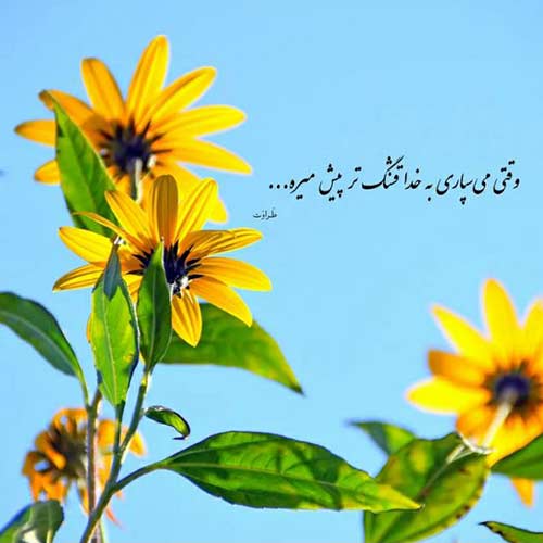 اهنگ من حریف این دل نیستم با صدای زن اینستا